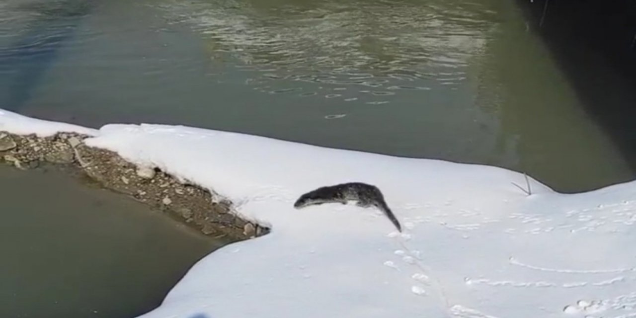 Yüksekova’da Su Samuru Görüntülendi