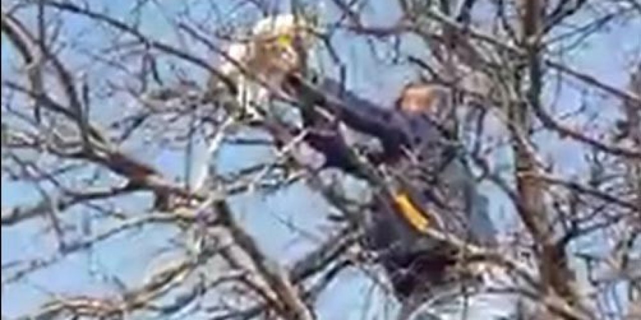 Çıktığı Ağaçta Mahsur Kalan Kediyi Vatandaşlar Kurtardı