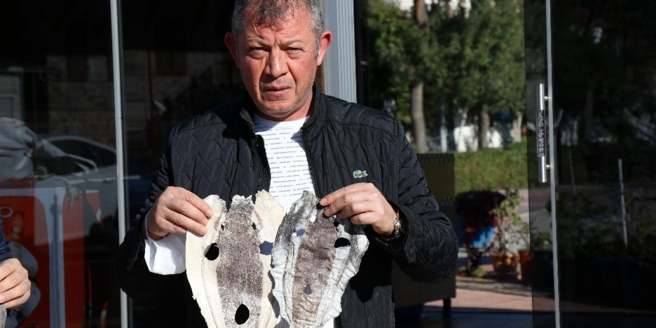Balıkçıları Canından Bezdiren Balon Balığı Derisi Ayakkabı, Cüzdan, Çanta Olacak