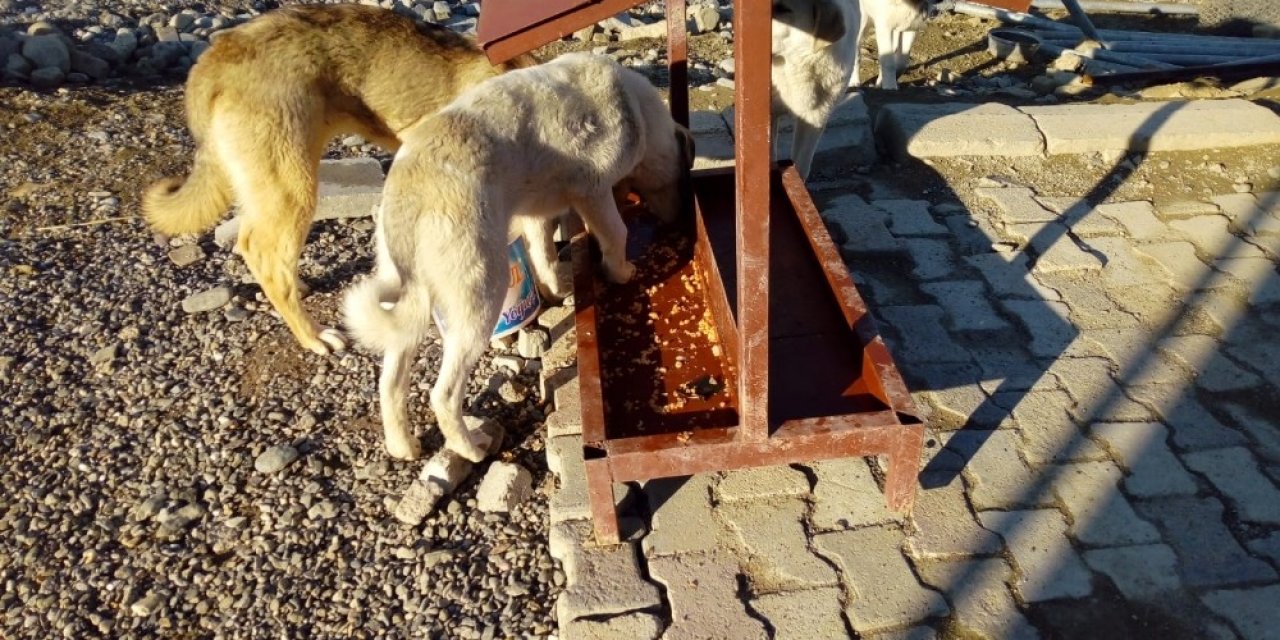 Mehmetçikten Anlamlı Davranış: Hayvanlar İçin Yemlik Yaptılar