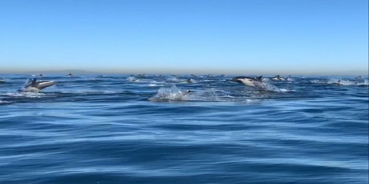 California’da Dev Yunus Sürüsünün Etkileyici Geçişi Görüntülendi