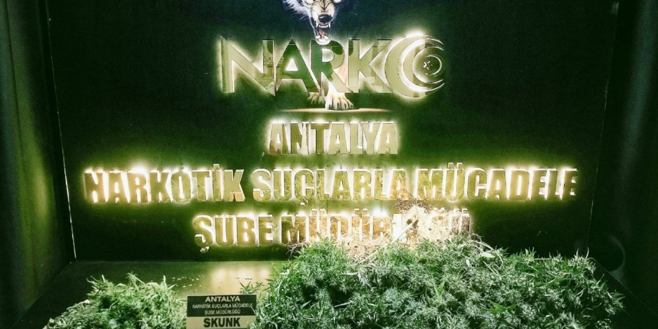 Evinde Skunk Yetiştiren Şüpheli Yakalandı