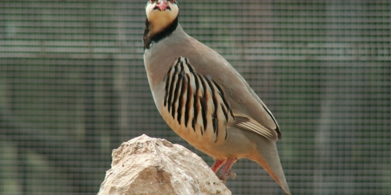 Şuhut Keklik Üretme İ̇stasyonunda Bu Yıl 9 Bin Keklik Üretimi Hedefleniyor