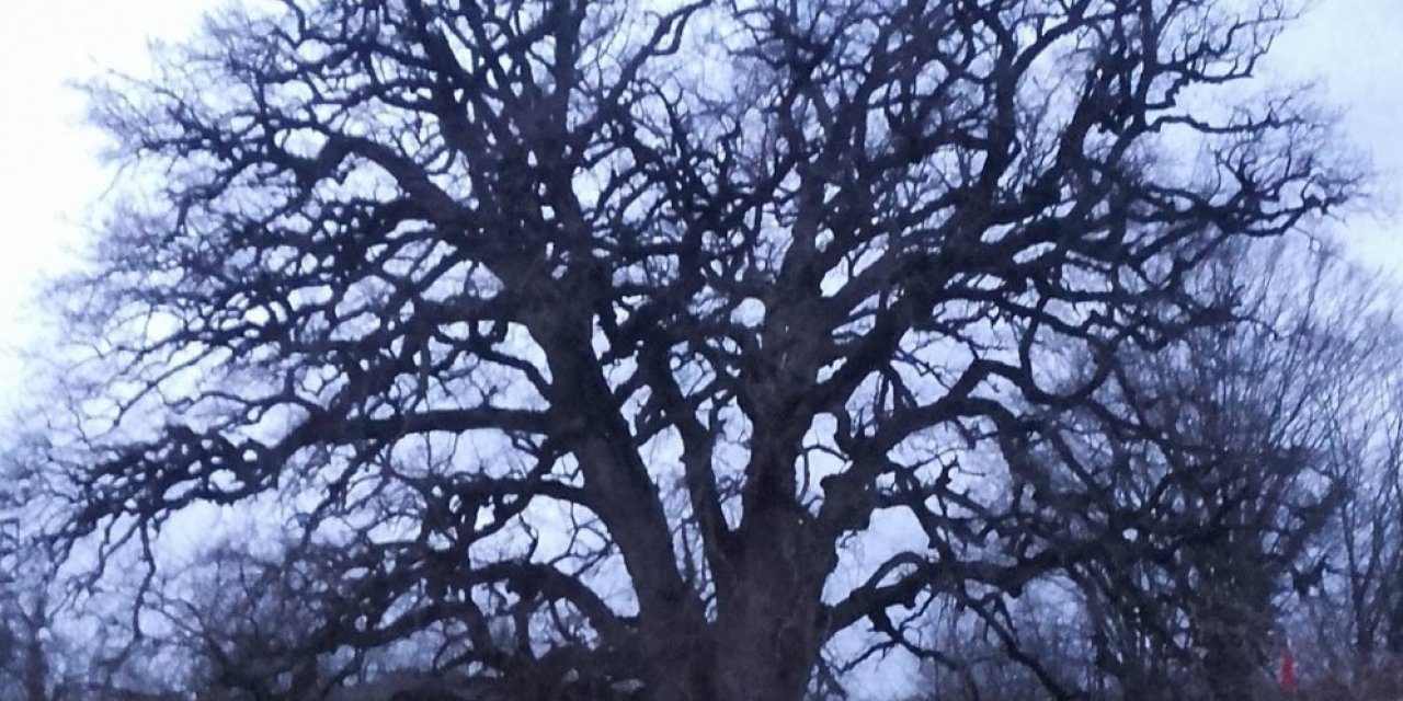 Koca Meşe ‘anıt Ağaç’ Oluyor