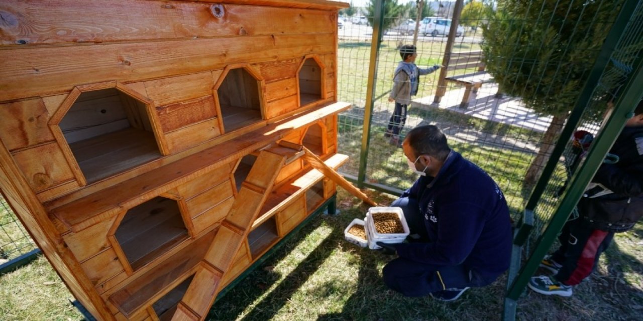 Kediler Sıcak Yuvalarına Kavuştu