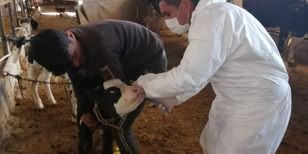 Kilis’te Büyükbaş Hayvanların Aşılanmasına Başlandı