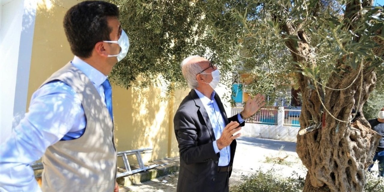 Milas’ta Zeytin Ağaçlarının Bakımı Yapıldı