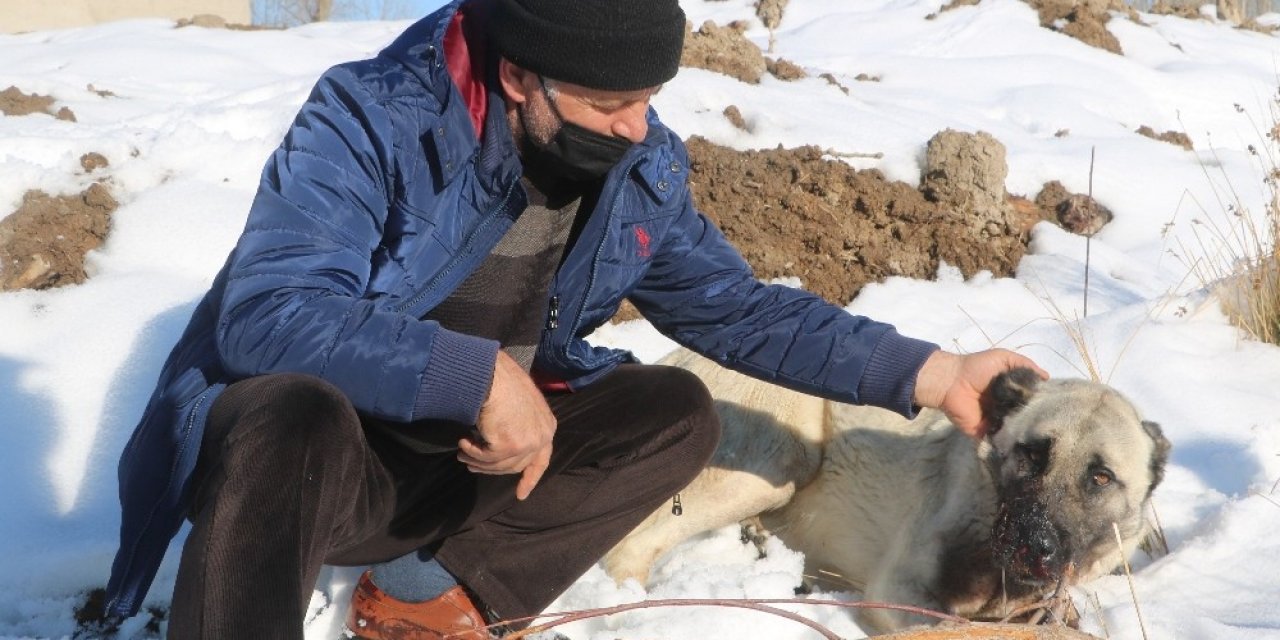 Kazlarını Yiyen 2 Köpeği Av Tüfeğiyle Vurdu