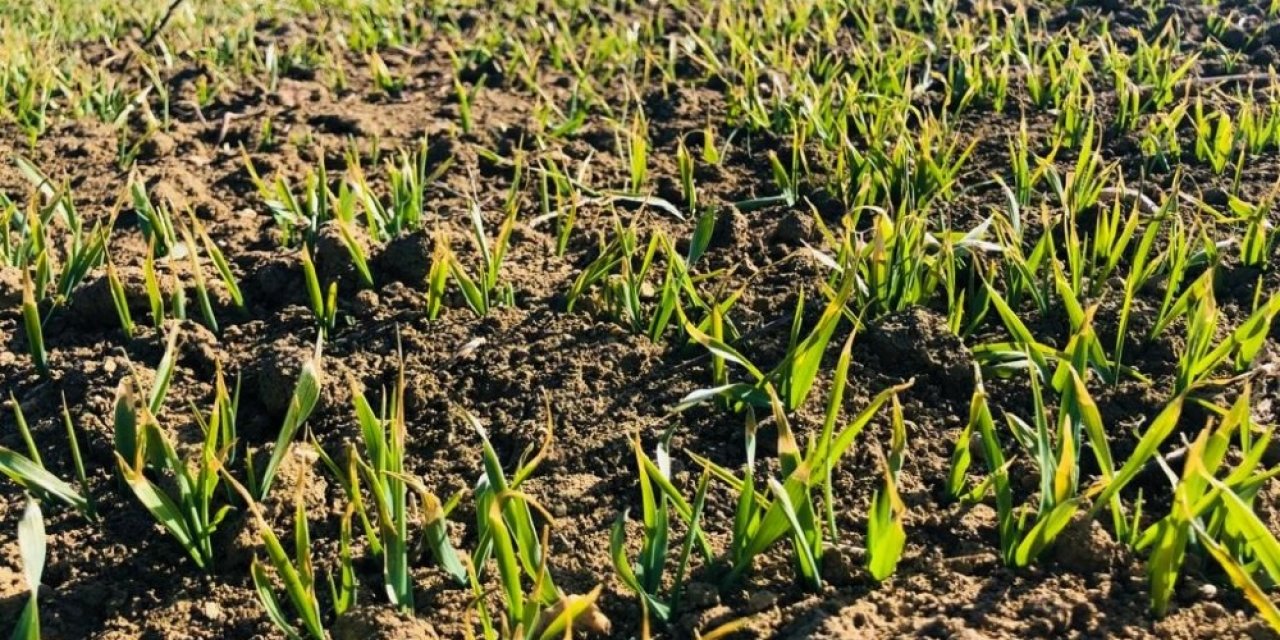 Yağış Gören Buğday, ‘kardeşlenme’ Aşamasında