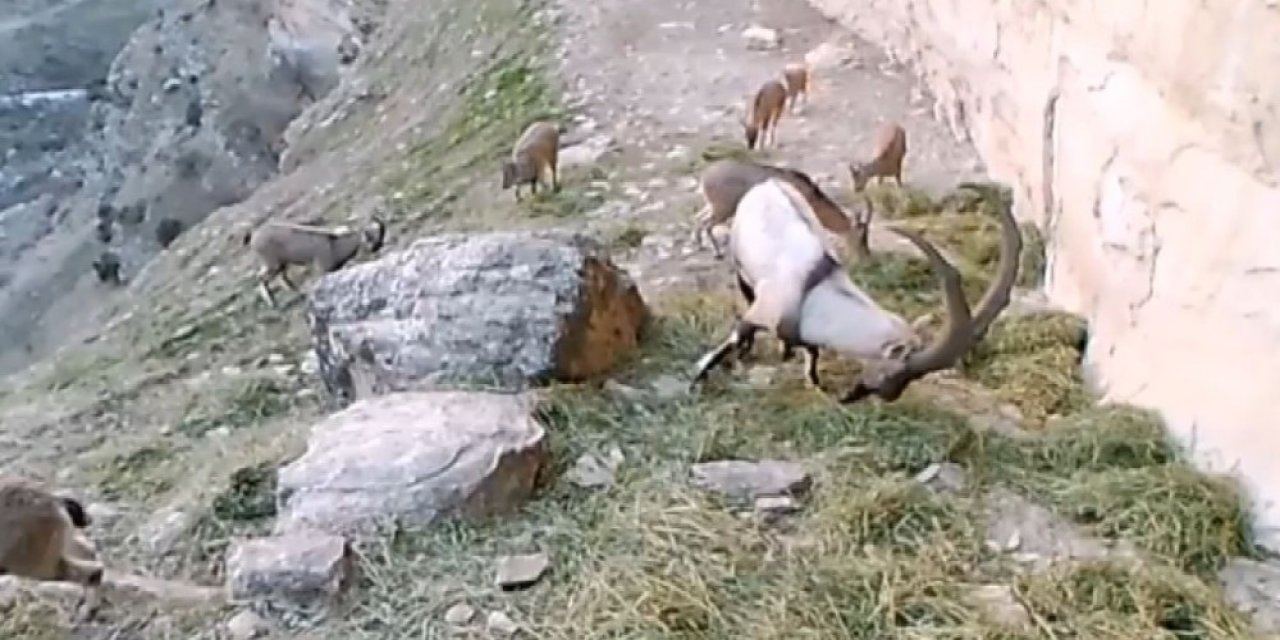 Doğaya Bırakılan Yemleri Yiyen Keçiler Görüntülendi