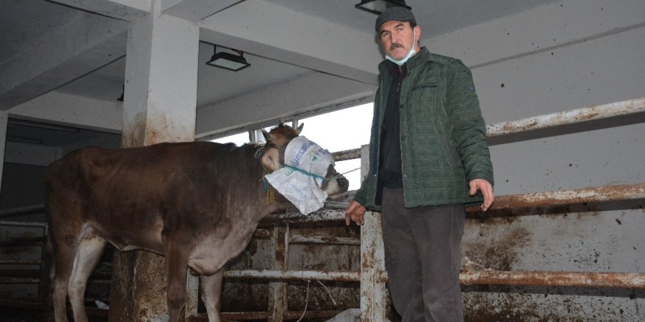 Mezbahadan Firar Etti, Kesilmekten Kurtuldu