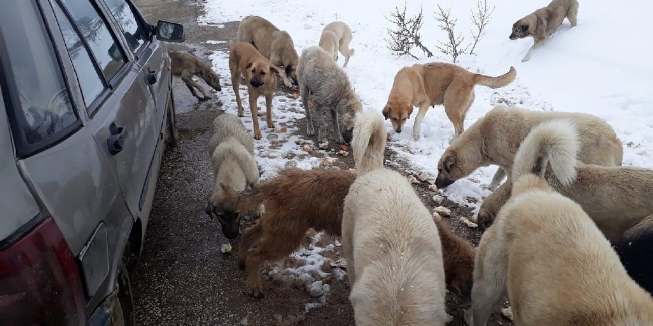 Sahipsiz Köpeklere 1 Yıldır Çöpten Topladıkları Ekmeklerle Sahip Çıkıyorlar