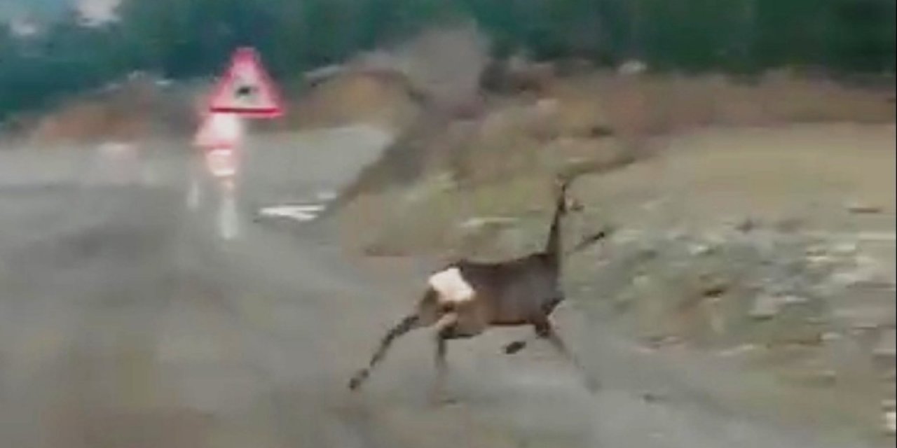 Ceylanların Yolda Yiyecek Arayışı Kameraya Yansıdı