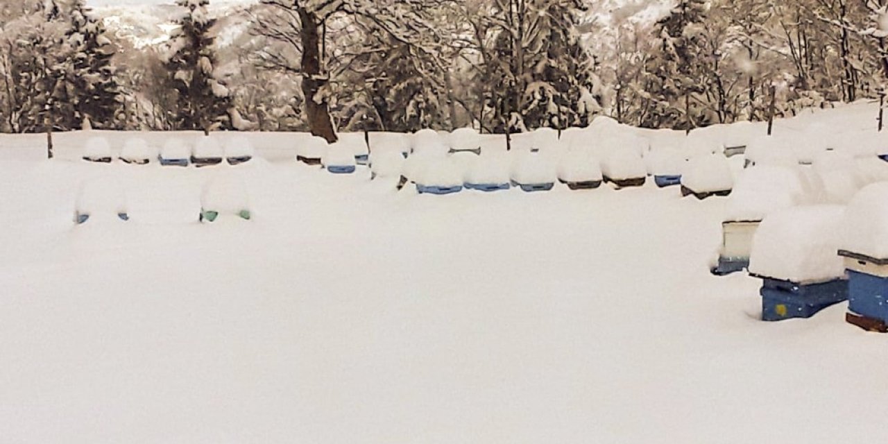 Arı Kovanları Kar Altında