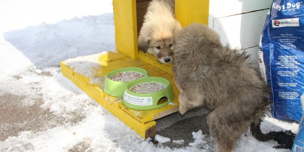 Malazgirt’te Sokak Hayvanları İçin Barınma Kulübeleri Yapıldı
