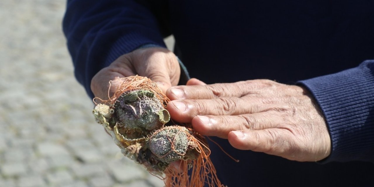 Prof. Dr. Gökoğlu: “biyolojik Bir Kirlilik, Akdeniz Ekosistemini Değiştirmeyi Amaçlayan Canlılar Bunlar”