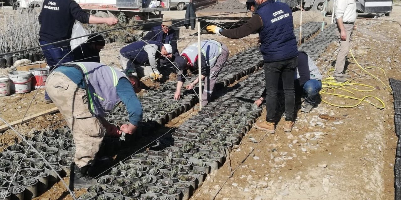 Çivril’de Lavanta Üretimi Artıyor
