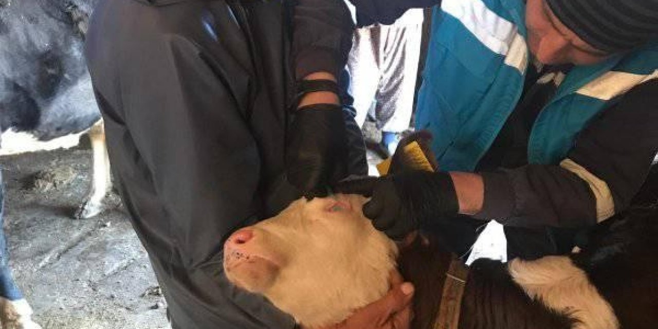 Şaphane’de ’’şap Ve Brucella’’ Aşılama Kampanyası