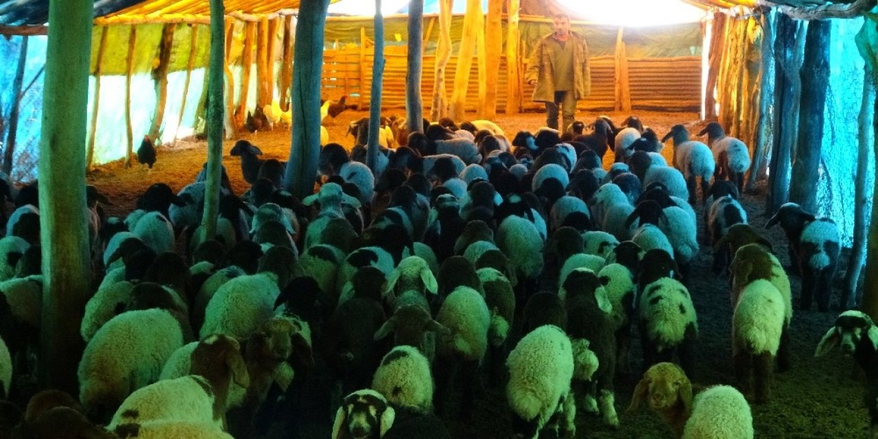 650 Bin Koyun Ve Keçinin Doğum Sezonu Devam Ediyor
