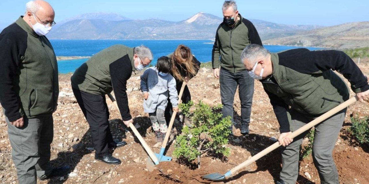 Çeşme’de Yanan Orman Alanına 5 Bin Adet Sakız Fidanı