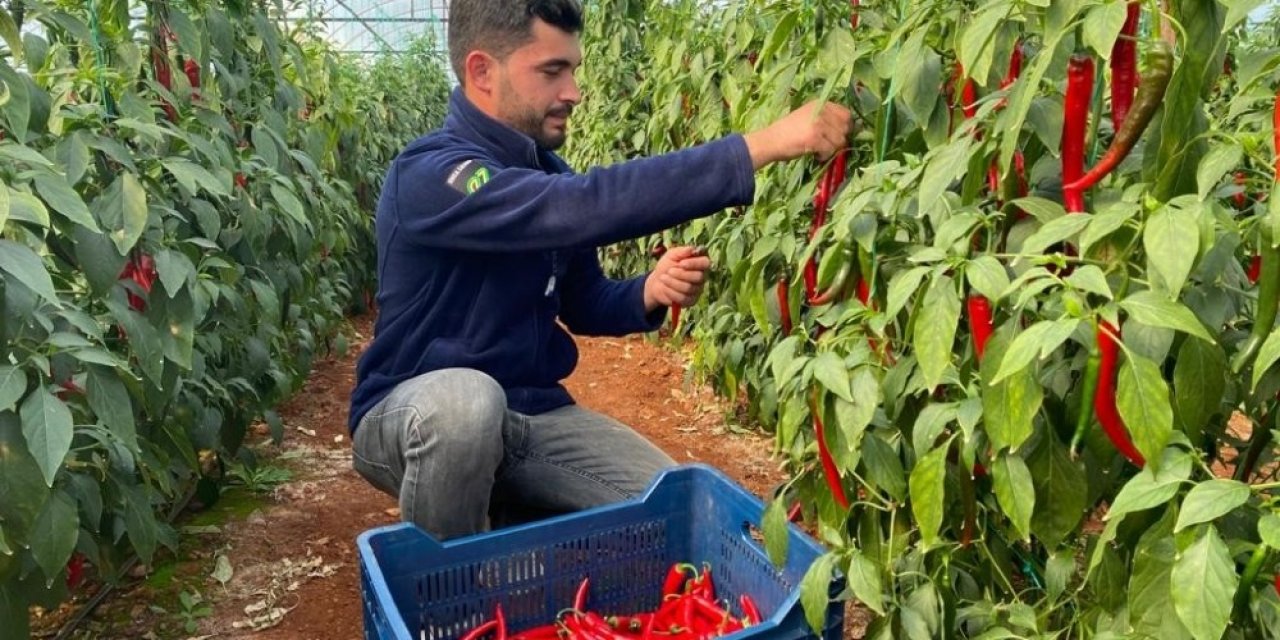 Aşırı Talep Sebebiyle Yetersiz Kalan İsotun Açığını Şili Biberi Kapatıyor
