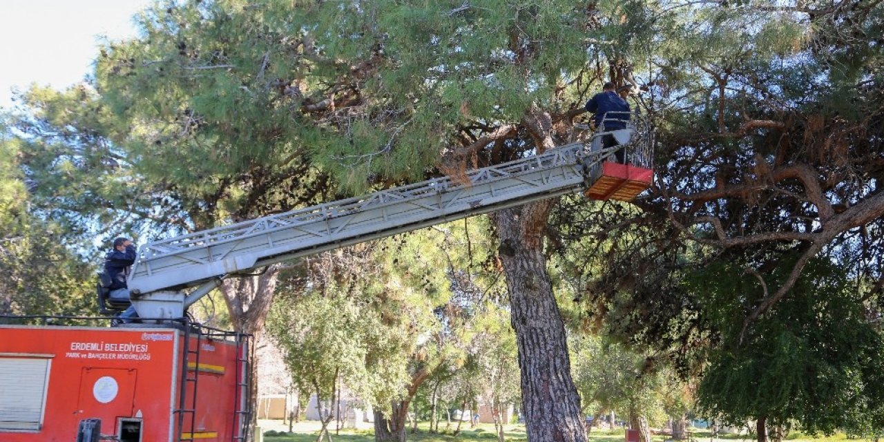 Erdemli Çamlığı Yaza Hazırlanıyor