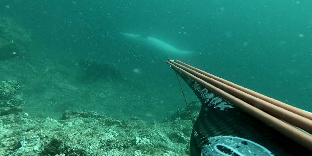 Çanakkale Boğazı’nda Ters Yüzen Yunus Balığı Sualtı Kamerasıyla Görüntülendi
