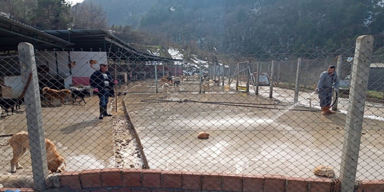 Devrek’te Sokak Hayvanları Barınağa Yerleştirildi