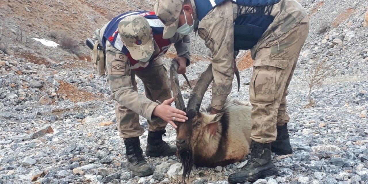 Yaralı Dağ Keçisinin Yardımına Jandarma Koştu