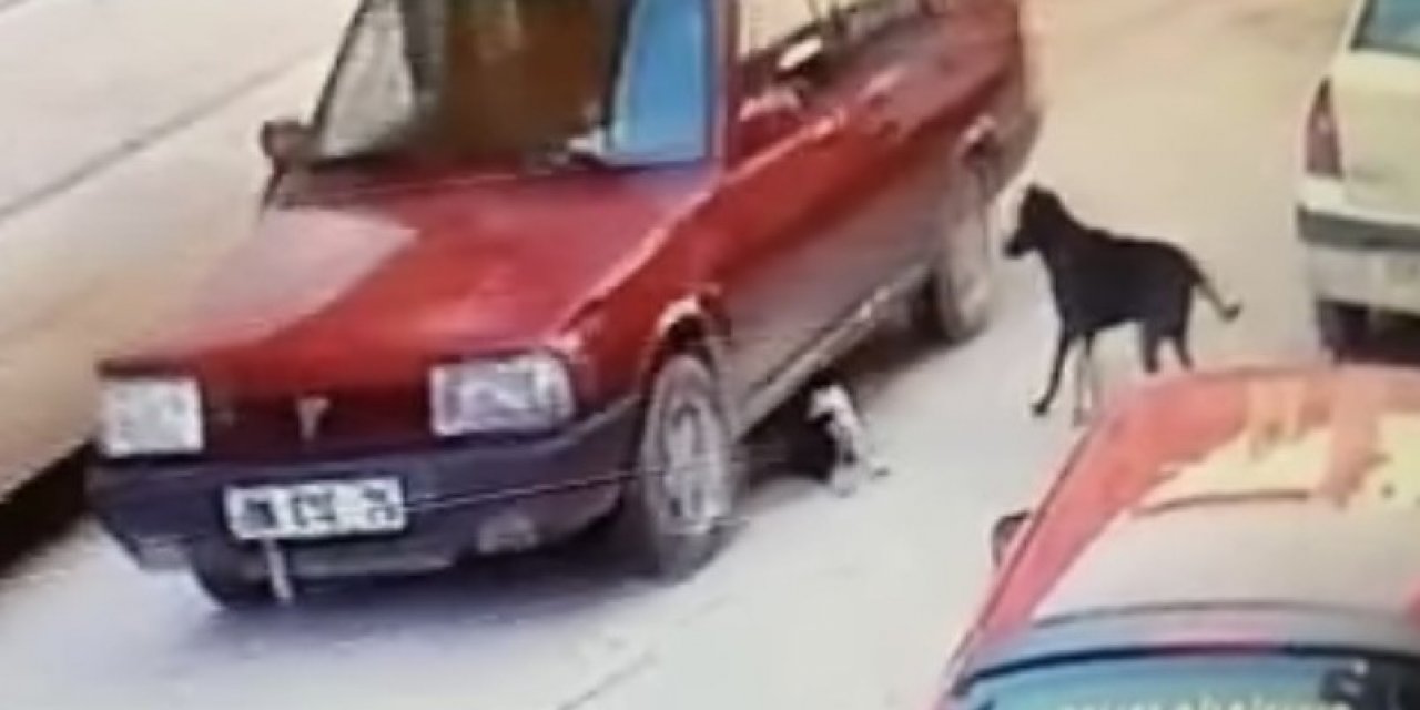 Yavru Köpeği Ezme Anı Kamerada