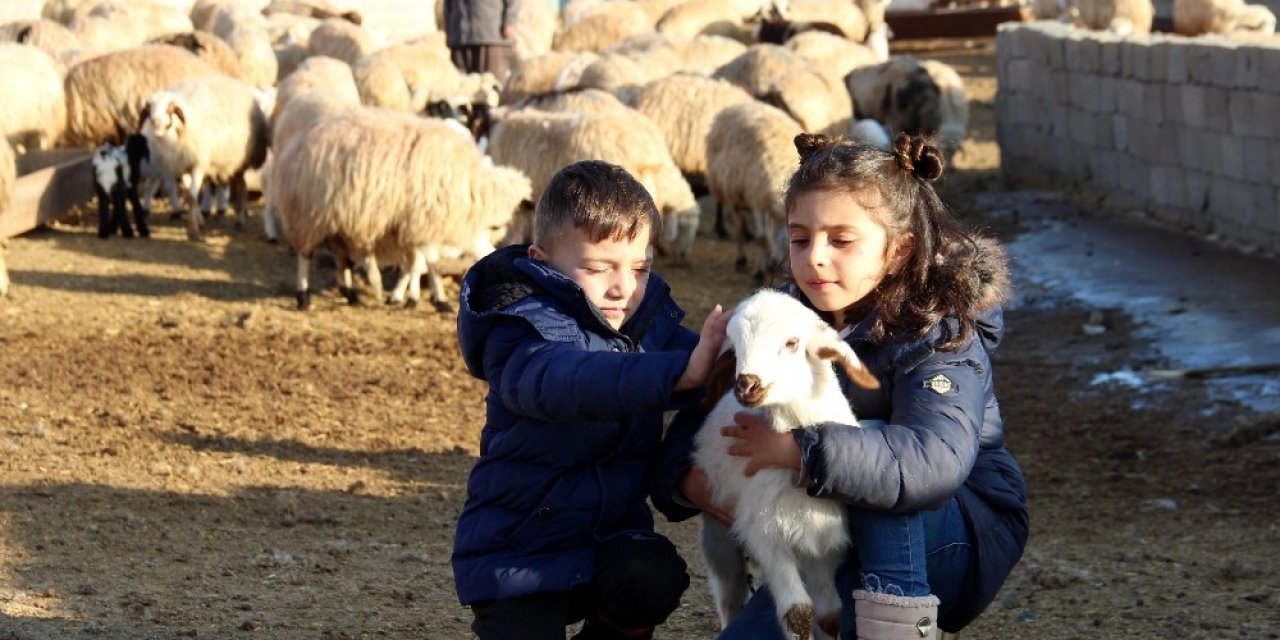 Koyun Ve Kuzuların Buluşması Renkli Görüntülere Sahne Oldu