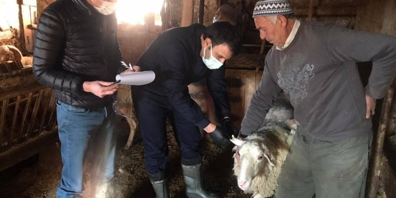 Çavdarhisar’da ’’şap’’ Aşısı Kampanyası