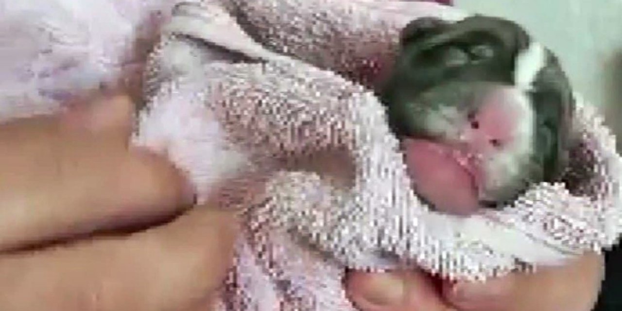 Çöpte Bulunan Yavru Köpeği Sahiplenip Biberon Ve Şırıngayla Beslediler