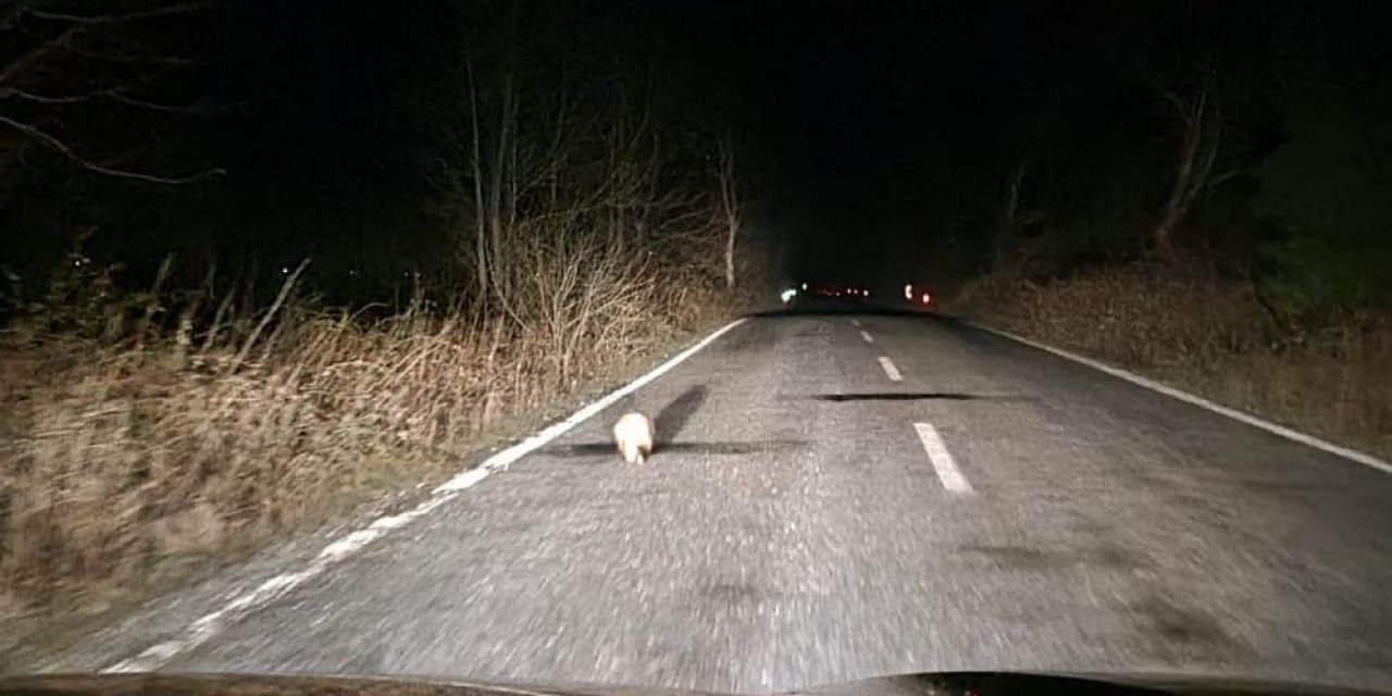 Samsun’da Nesli Tükenmekte Olan Porsuk Görüntülendi