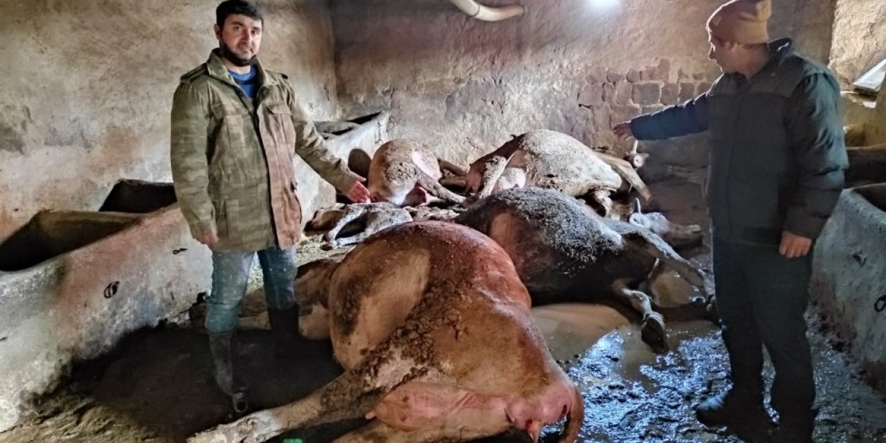 Ahırda Çıkan Yangında 12 Büyükbaş Hayvan Telef Oldu