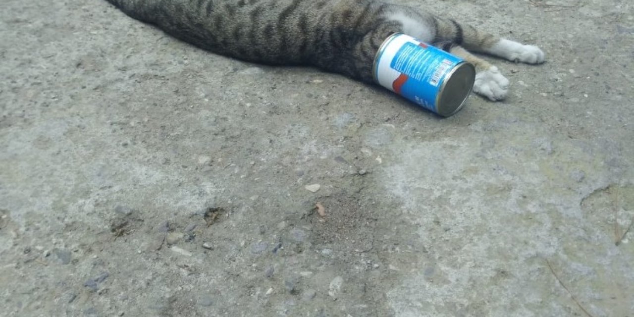 Kafası Konserve Kutusuna Sıkışan Kediyi İtfaiye Kurtardı