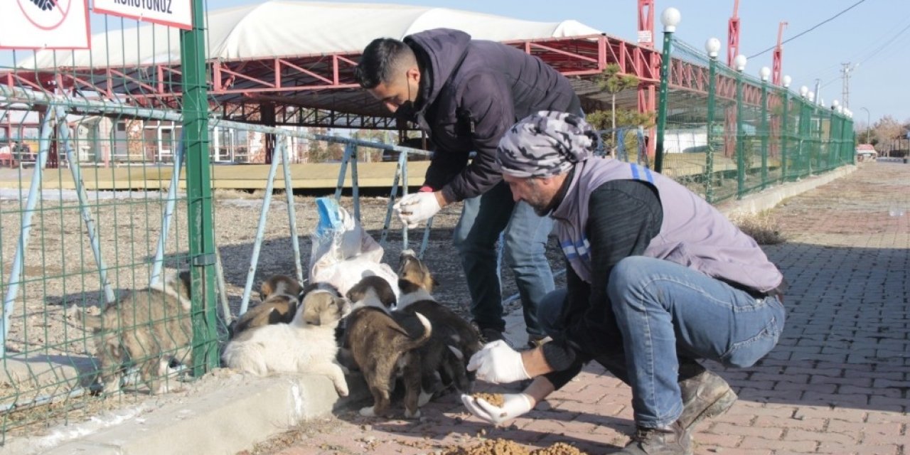 Erciş’te Sokak Hayvanları Unutulmadı