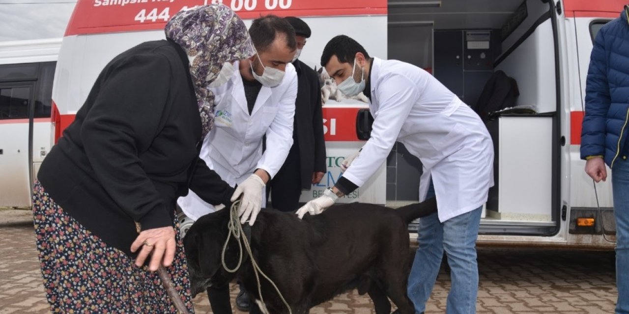 İ̇zmit’in Köylerinde Sokak Hayvanları Aşılanıyor