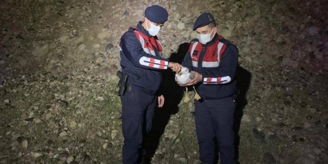 Yaralı Martıya Jandarmadan Yardım Eli