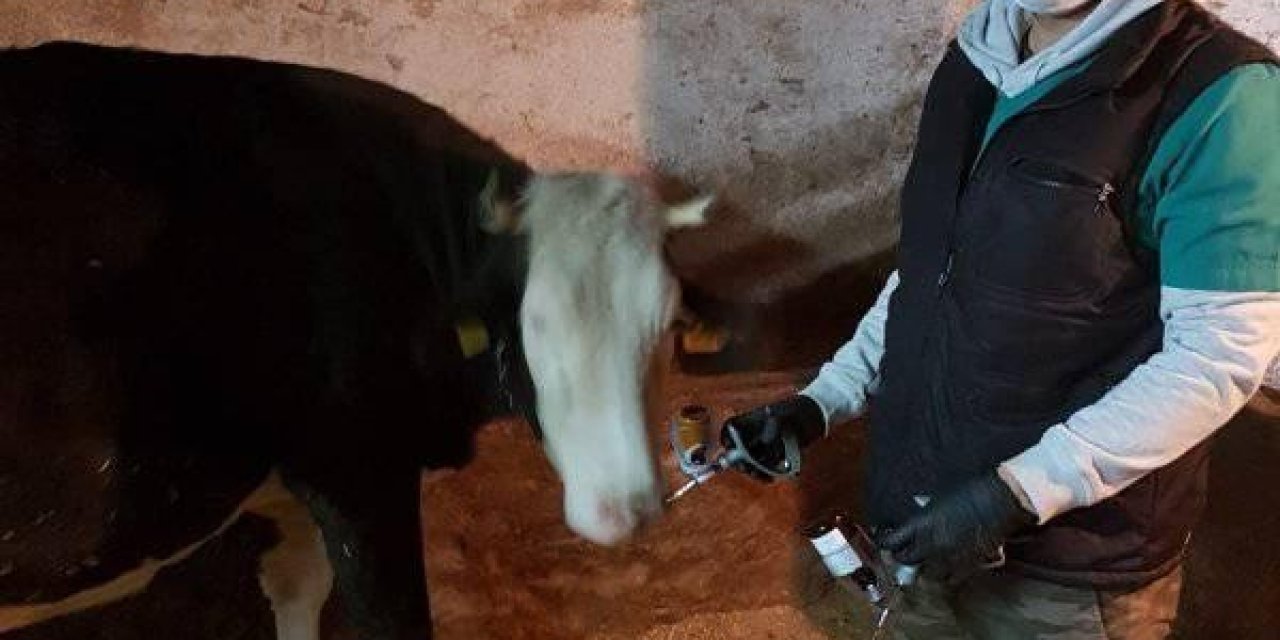 Altıntaş’ta ’’şap’’ Aşısı Kampanyası