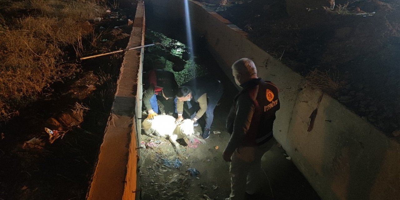 Silopi’de Su Tahliye Kanalında Mahsur Kalan Köpek İtfaiye Ekiplerince Kurtarıldı