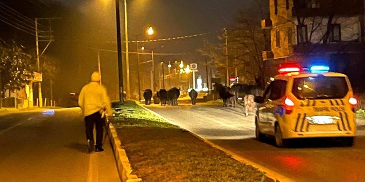 Ahırdan Kaçan Firari İnekler Polise Yakalandı
