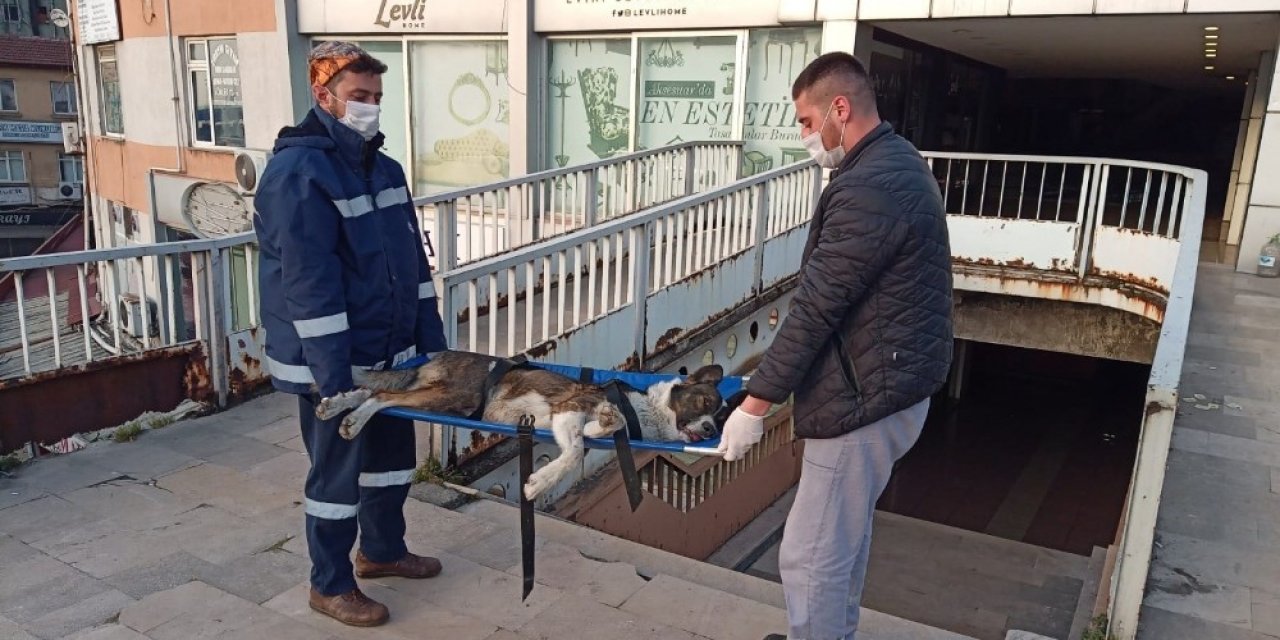 Devrek’te Bacağı Kırılan Sokak Köpeği Tedavi Altına Alımdı