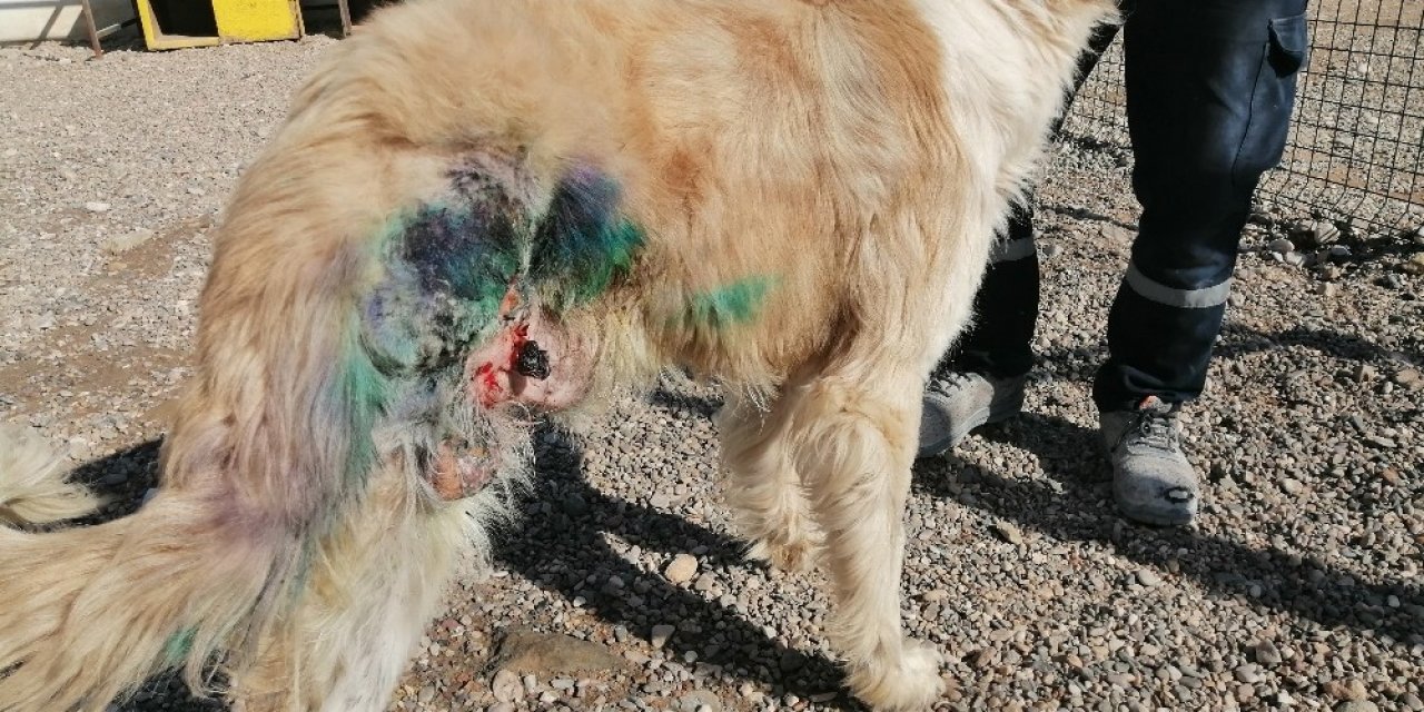 Av Tüfeğiyle Vurularak Yaralanan Köpek Tedavi Edildi