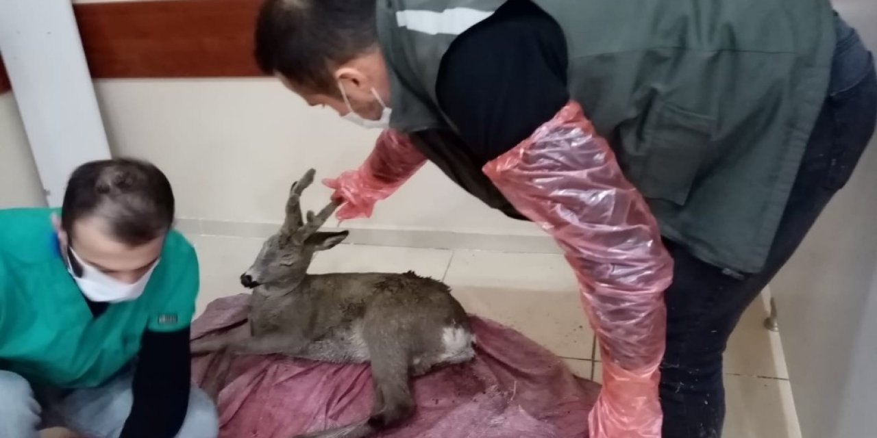 Artvin’de Ormanlık Alanda Bulunan Yaralı Karaca Tedavi Altına Alındı