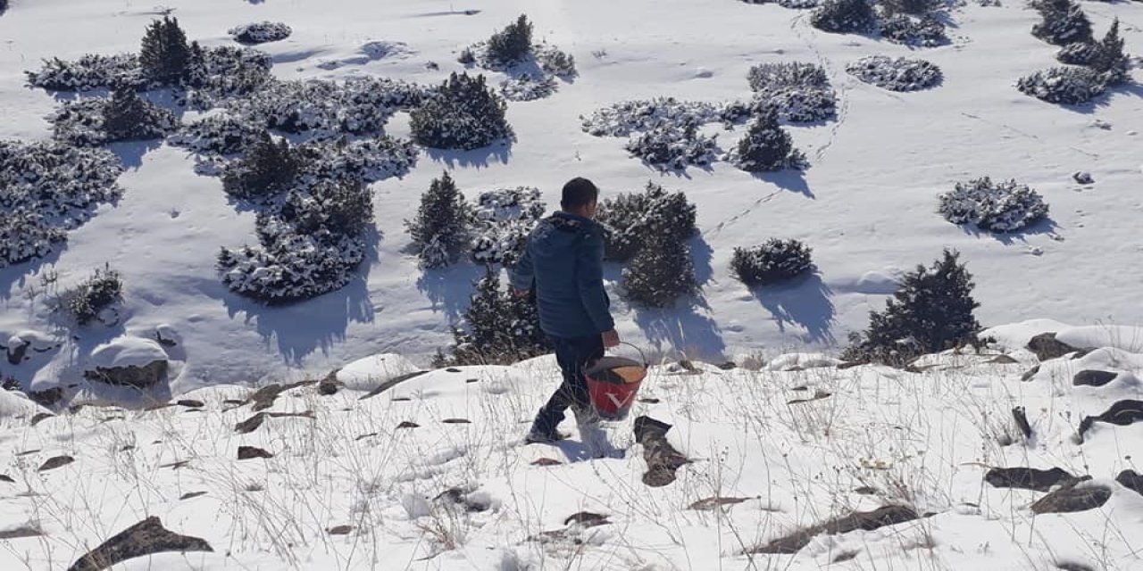 Kars’ta Yaban Hayvanları İçin Doğaya Yem Bırakıldı