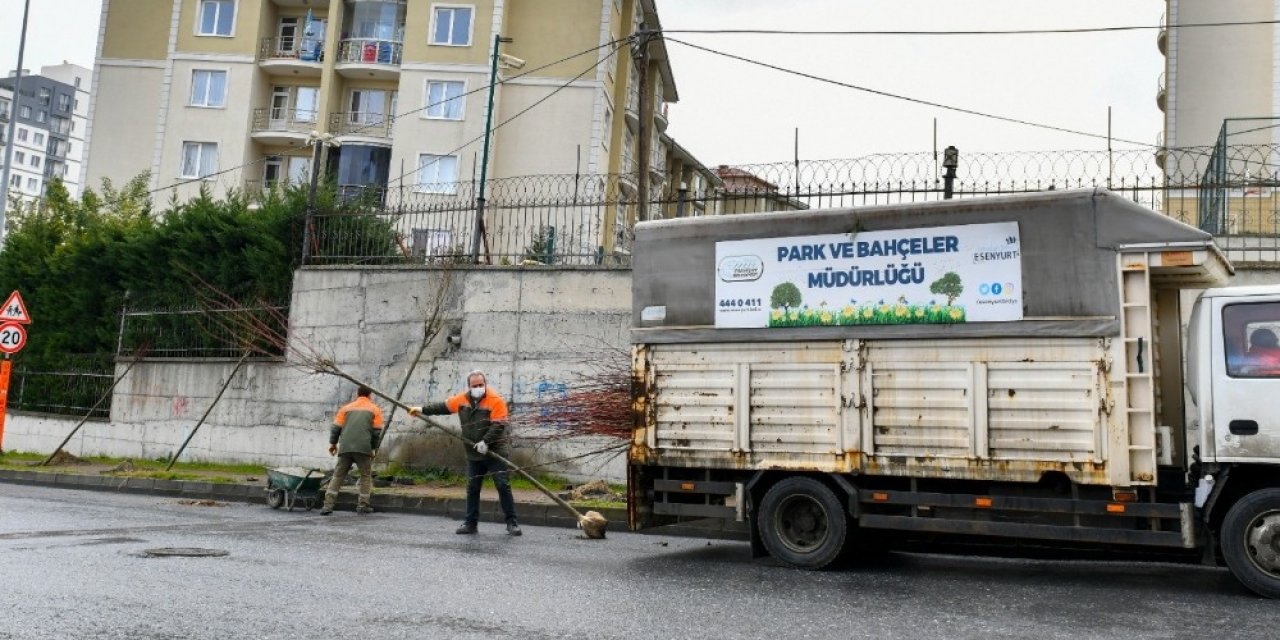 Esenyurt’a Ihlamur Ve Akasya Ağaçları Dikildi