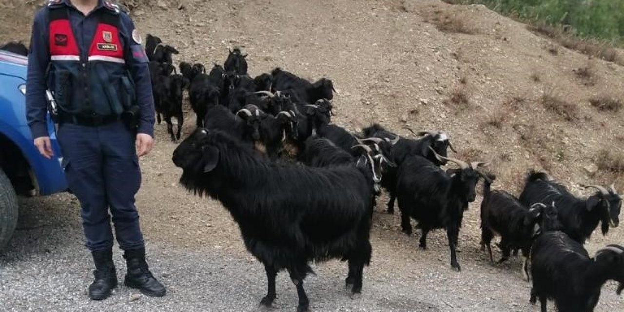Fatma Teyzenin Kaybolan Keçilerini Jandarma Buldu