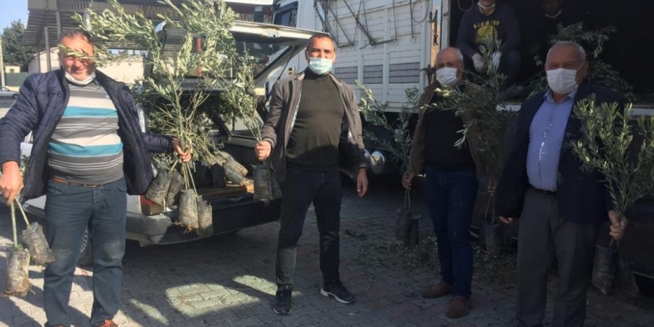 Silifke’de Çiftçilere 25 Bin Zeytin Fidanı Dağıtıldı