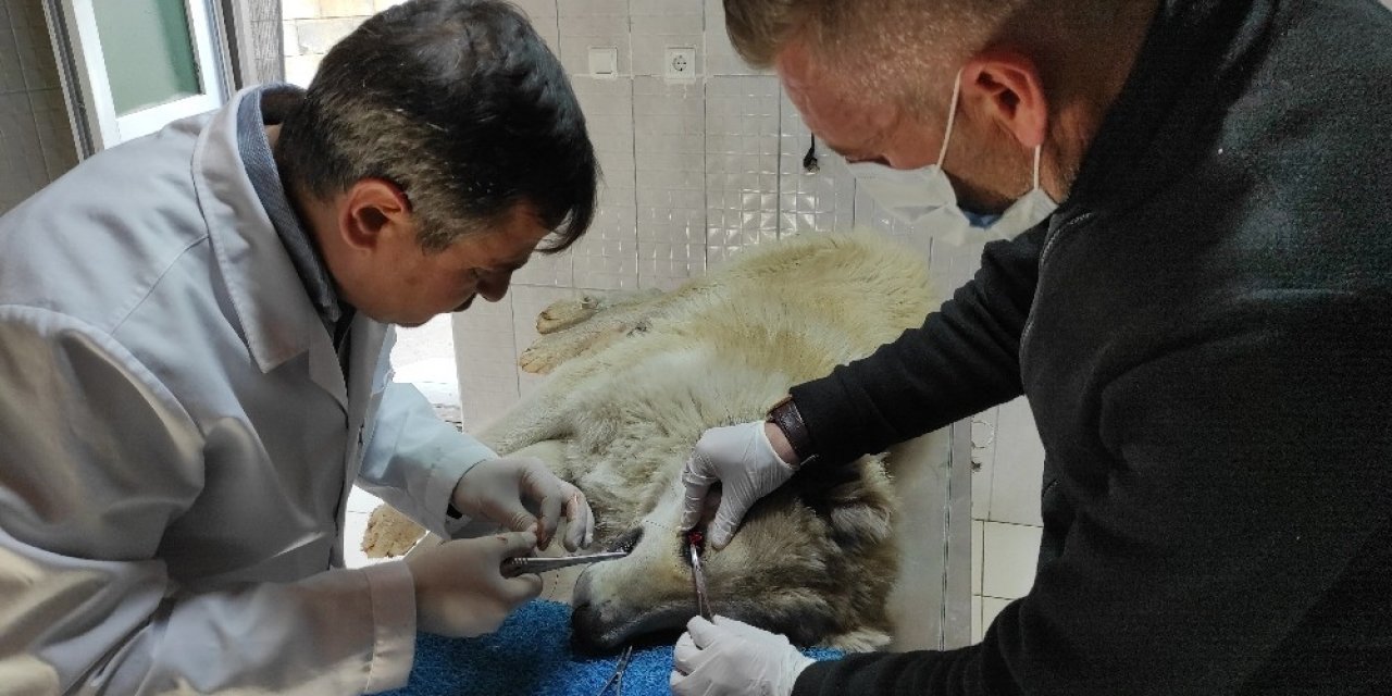’kiraz Göz’ Ameliyatı Yapılan Köpek Sağlığına Kavuştu